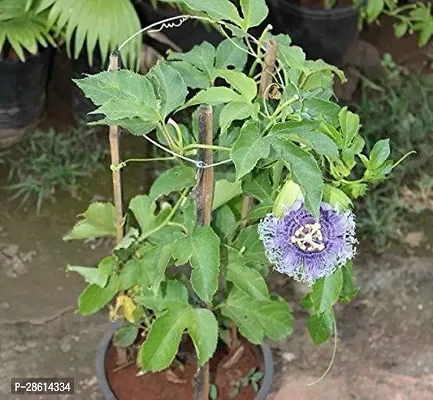 Platone Passion Plant passionfruit93-thumb0