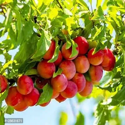 Platone Aloo BukharaPlum Plant Aloo Bukhara Plant 01-thumb0