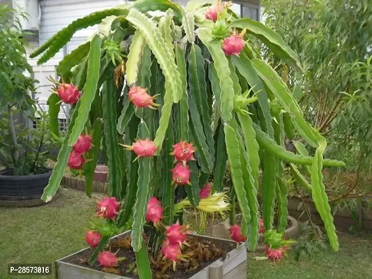 Platone Dragon Tree Hybrid Dragon Fruit Plant ( Red )-thumb0