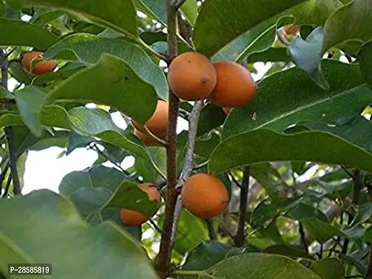 Platone Spanish Cherry Plant Spanish Cherry Plant