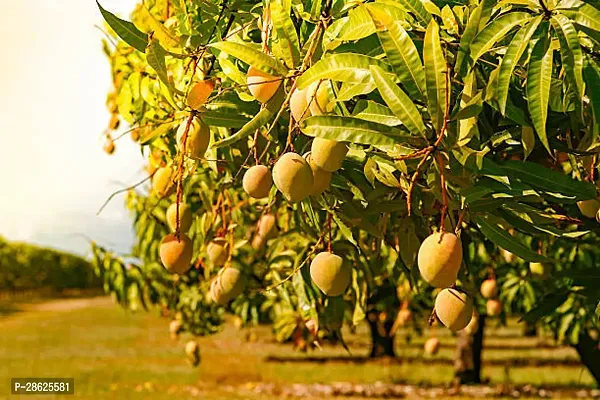 Platone Mango Plant Lakshmanbhog Hybrid Mango Plant53