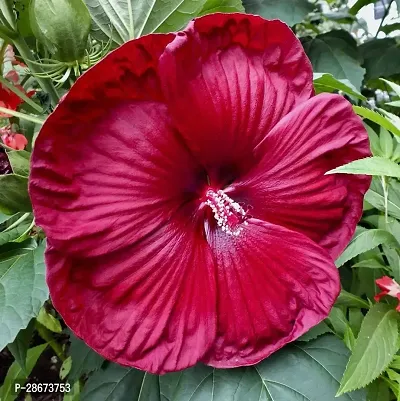 Platone Hibiscus Plant dip red c hibiscus plant