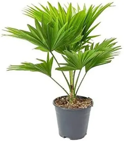 Hot Selling Plant & Planters 