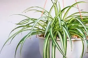 Platone Spider Plant SPIDER PLANT RE44-thumb2