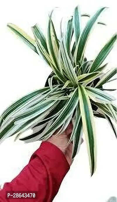 Platone Spider Plant SPIDER PLANT KN0-thumb2