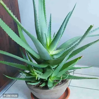 Platone Aloe Vera Plant Aloevera Plant-thumb0