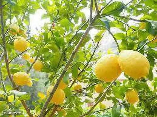 Platone Lemon Plant Kazi Nemu (Hybrid Pack Of 1)-thumb0