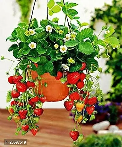 Platone Strawberry Plant JBJB149