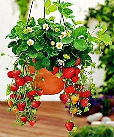 Limited Stock!! Plant & Planters 