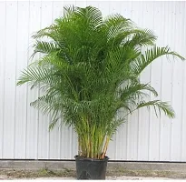 Platone Areca Palm ARECA PALM OOI-thumb1