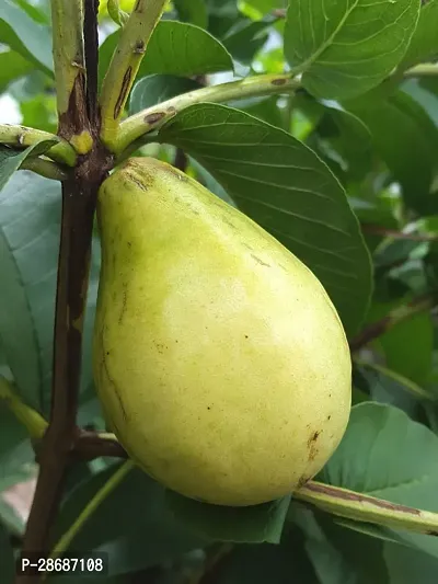 Platone Guava Plant Hybrid_Guava14