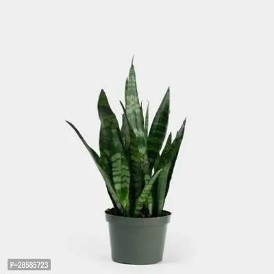 Platone Snake Plant snake plant 0019