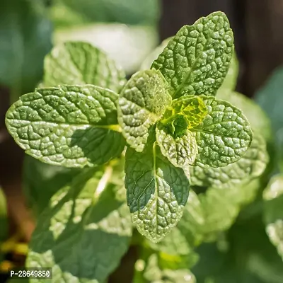 Platone Mint Plant mint101