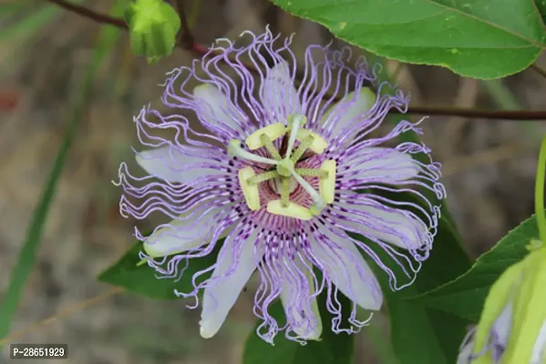 Platone Passion Plant Passion Flower Plant A33-thumb0