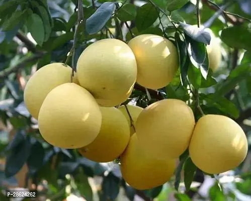 Platone Lemon Plant Saraswati Gardens Live Dwarf Pomelo Citrus Maxima Fruit Plant With Plastic Bags-thumb0