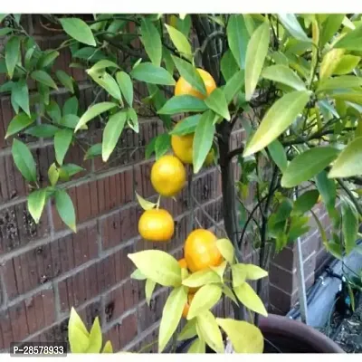 Platone Orange Plant Orange or27-thumb0