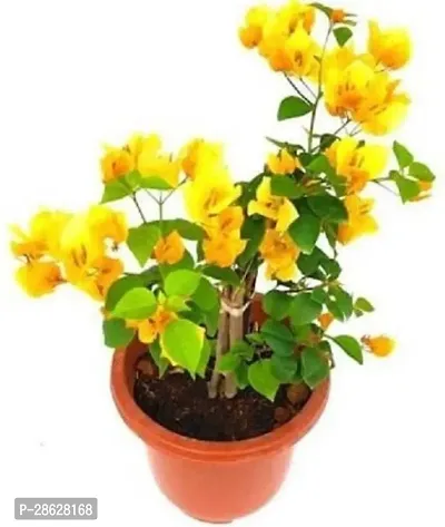 Platone Bougainvillea Plant Exotic Live Plant BougainvilleaBoganvilla Rare Yellow Suitable Balcony Garden Plant(1 Healthy Live Plant)-thumb0