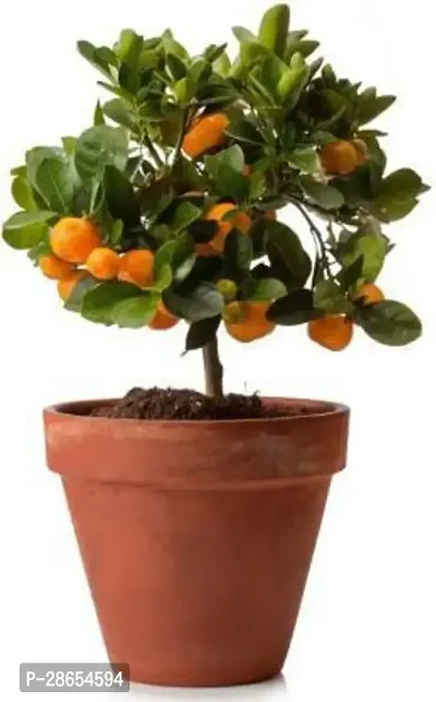 Platone Orange Plant PNCO-001