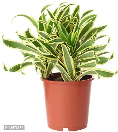 Platone Dracaena Plant RSP_292