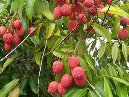 Platone Litchi Plant James litchi plant-thumb1