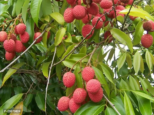 Platone Litchi Plant James litchi plant-thumb2