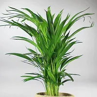 Platone Areca Palm Live Areca palmIndoor Air purifying Plant-thumb2