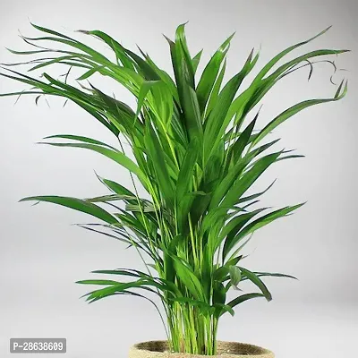 Platone Areca Palm Live Areca palmIndoor Air purifying Plant-thumb3