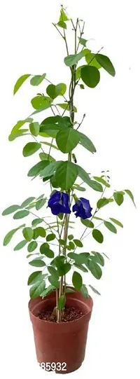 Platone Aparajita Butterfly Pea Plant Butterfly_Pea_Plant-thumb0