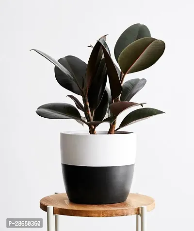 Platone Rubber Tree Live Rubber Plant for Indoor Home DecorationAir Purification v46-thumb0