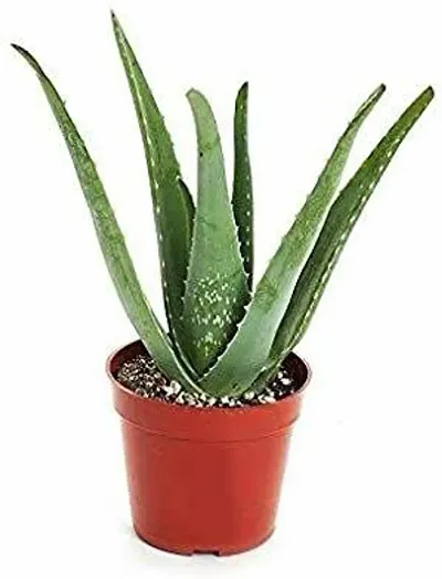 Best Selling Plant & Planters 