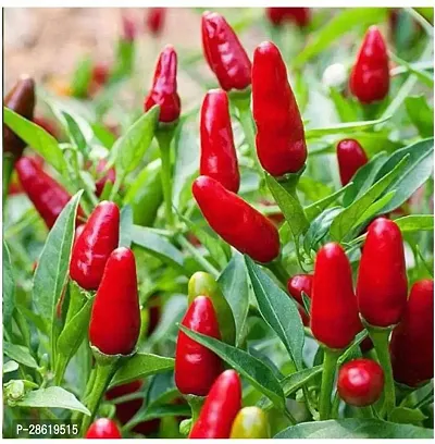 Platone MirchChilli Plant mirchi plant 8056