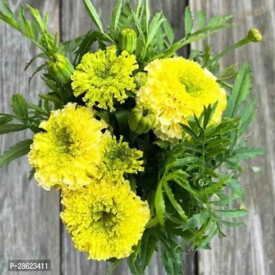 Platone Marigold Plant Marigold plant 21