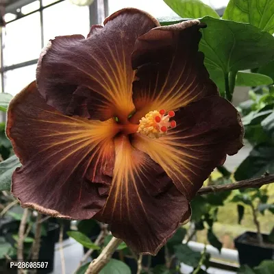 Platone Hibiscus Plant INE-NEW-63