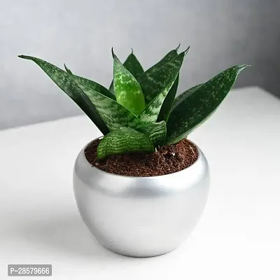 Platone Snake Plant Snake Plant