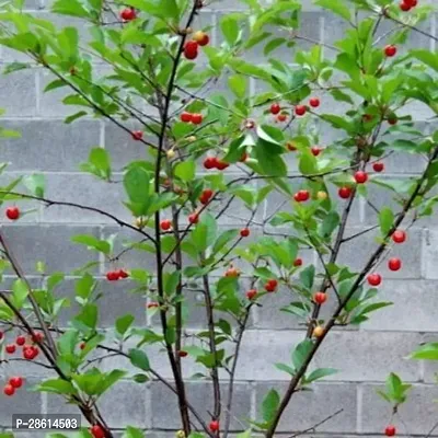Platone Cherry Fruit Plant cherry fruit plant-2-thumb0
