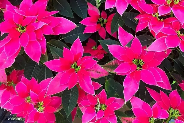 Platone Poinsettia Plant Rare PinkPoinsettia-thumb0