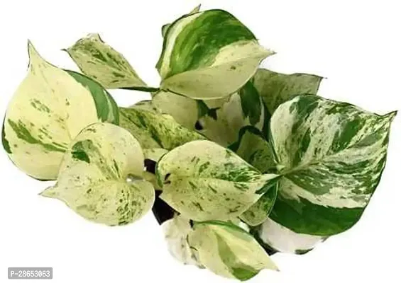 Platone White Money Plant Marble Money Plant (Pack of 1)