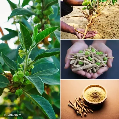 Platone AshwagandhaIndian Ginseng ashwagandha plant