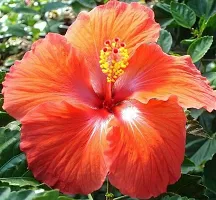 Platone Hibiscus Plant Orange single Tropical Hibiscus Plant-thumb2