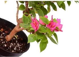 Platone Bougainvillea Plant Bouganvilla Plant With Pot-thumb1