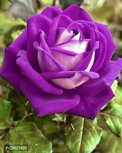 Platone Rose Plant Unique Purple Rose Plant CF8007411