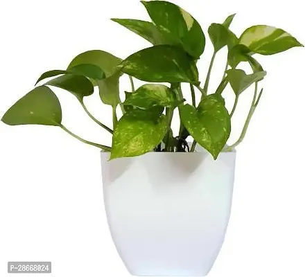 Platone Golden Money Plant ZoomPlant-383-thumb0