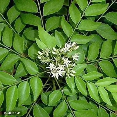 Platone Curry Leaf Plant curry49-thumb0