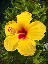 Platone Hibiscus Plant Hibiscus-thumb1