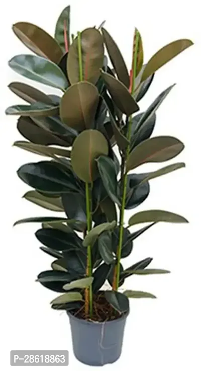 Platone Rubber Tree Live Rubber Plant for Indoor Home DecorationAir Purification v41-thumb0