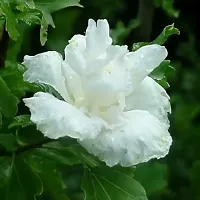 Platone Hibiscus Plant White Double GudhalHibiscus-thumb2