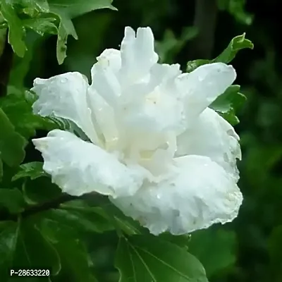 Platone Hibiscus Plant White Double GudhalHibiscus-thumb3