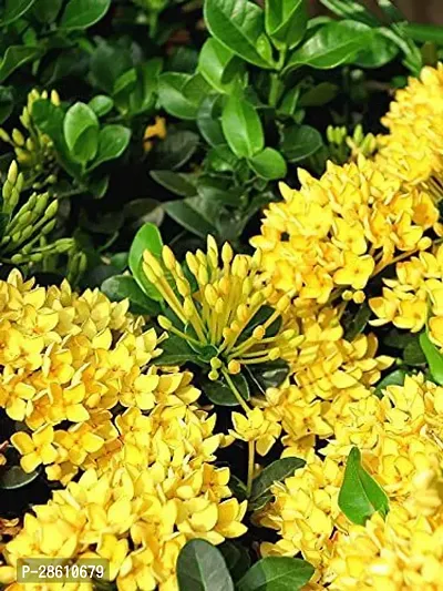 Platone Ixora Plant IXORA PLANT EEWRR-thumb0