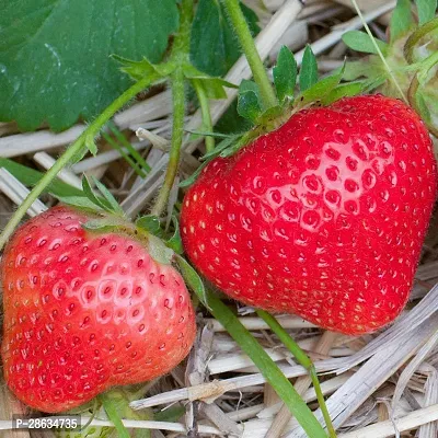 Platone Strawberry Plant Strawberry Plantsli-thumb2