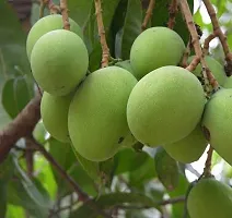 Platone Mango Plant GRAFTING ALL TIME MANGO FRUIT PLANT-thumb1